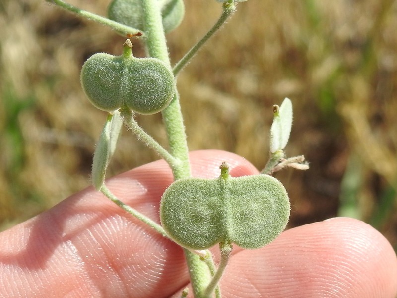 Palmer's Spectaclepod photo 2