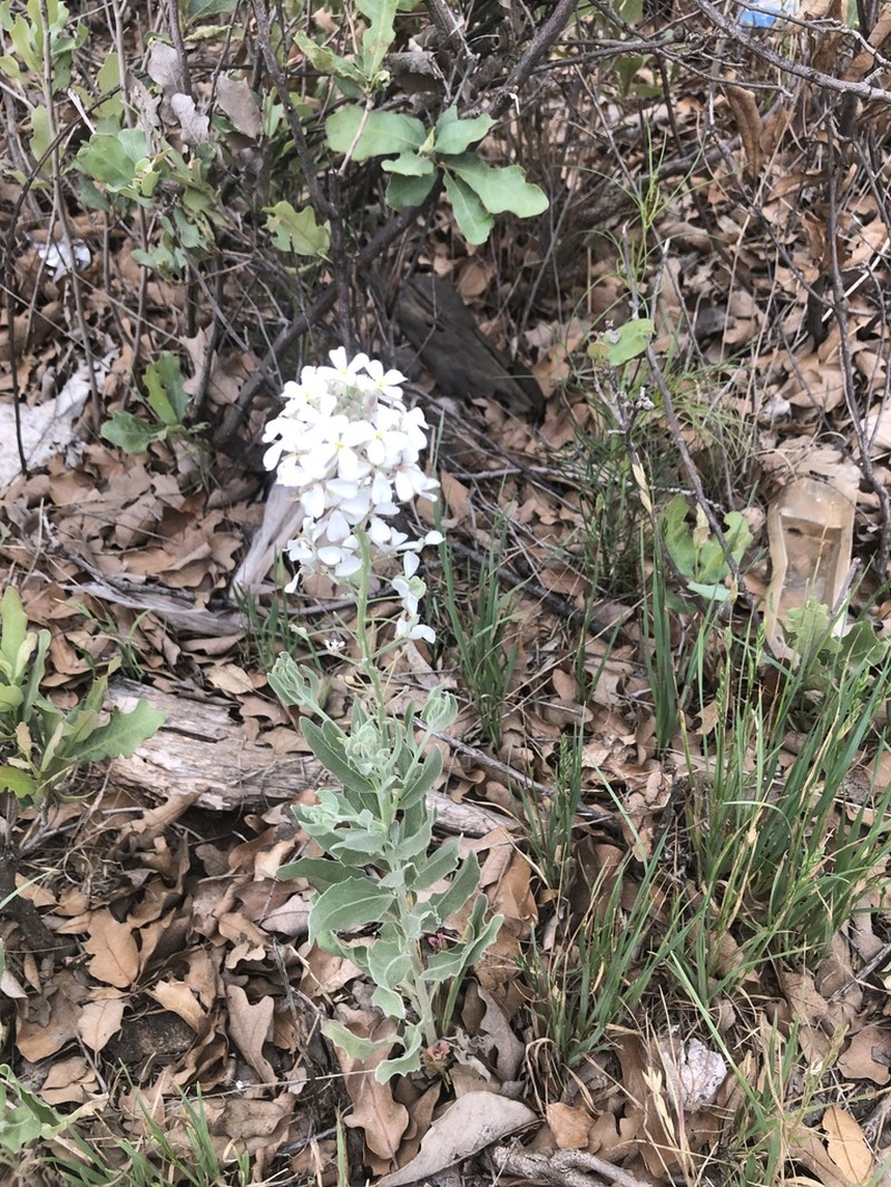 Palmer's Spectaclepod photo 4