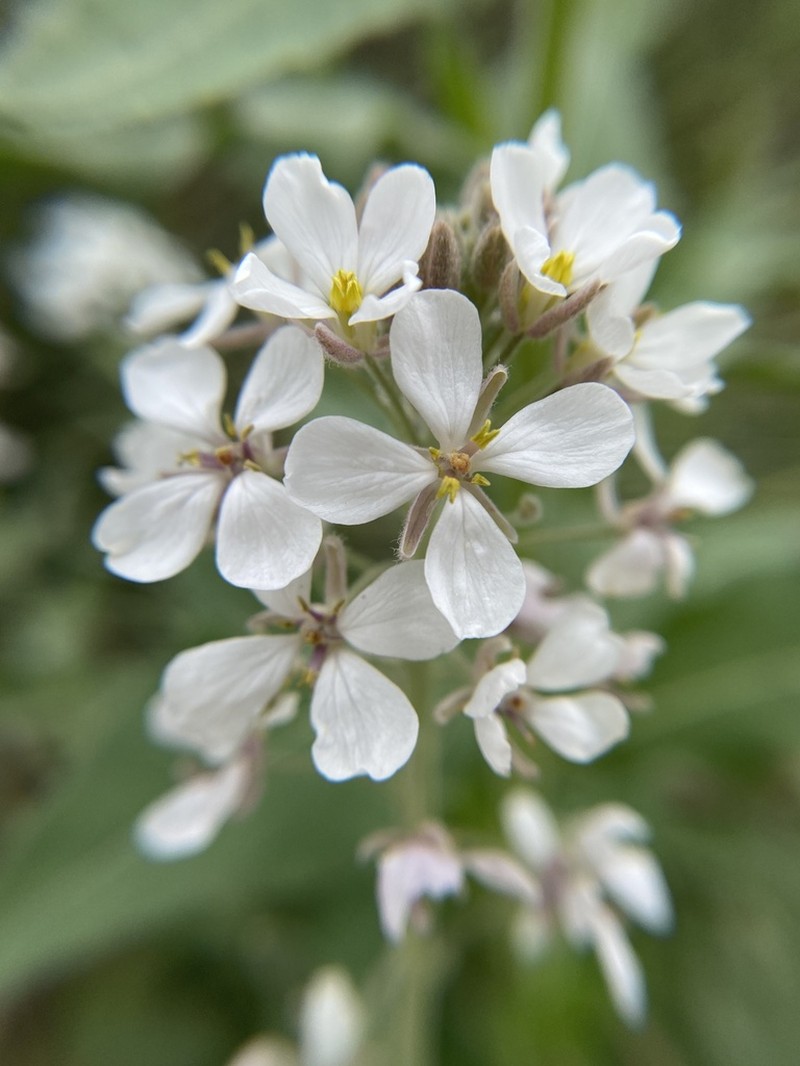 Palmer's Spectaclepod photo 6