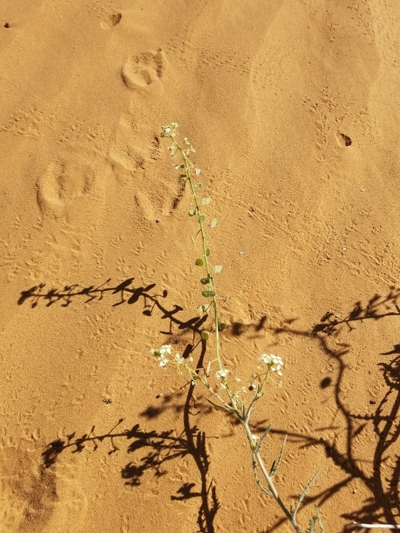Tansy Spectaclepod