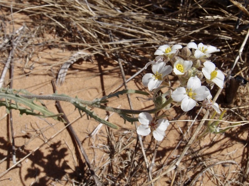 Tansy Spectaclepod photo 2