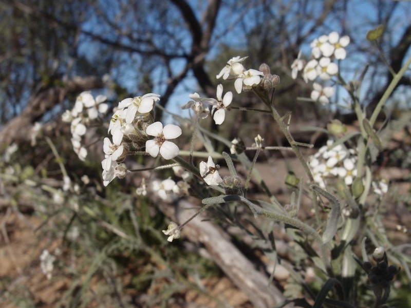 Tansy Spectaclepod photo 4