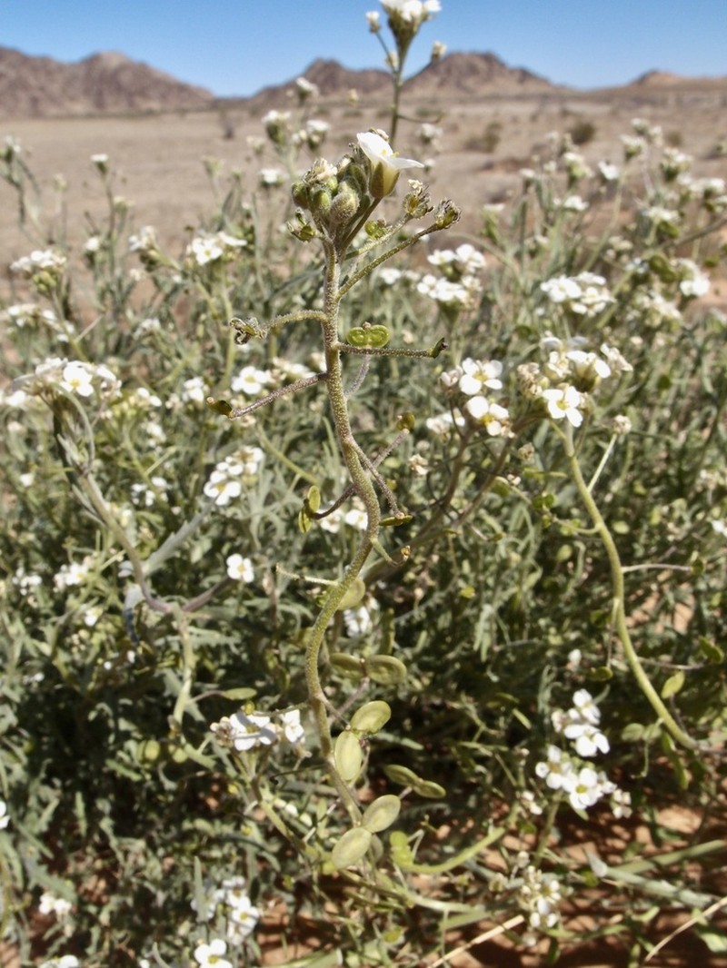 Tansy Spectaclepod photo 5