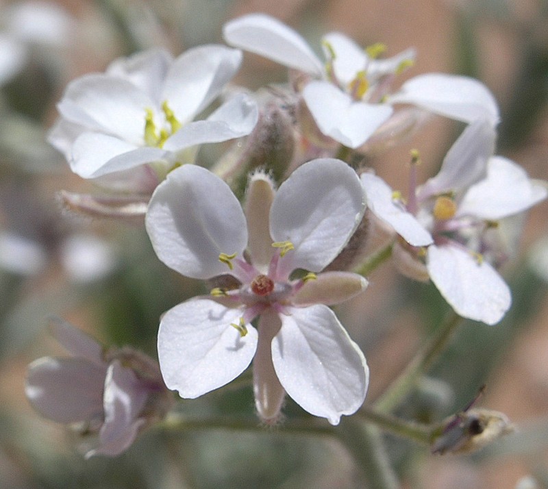 Tansy Spectaclepod photo 6