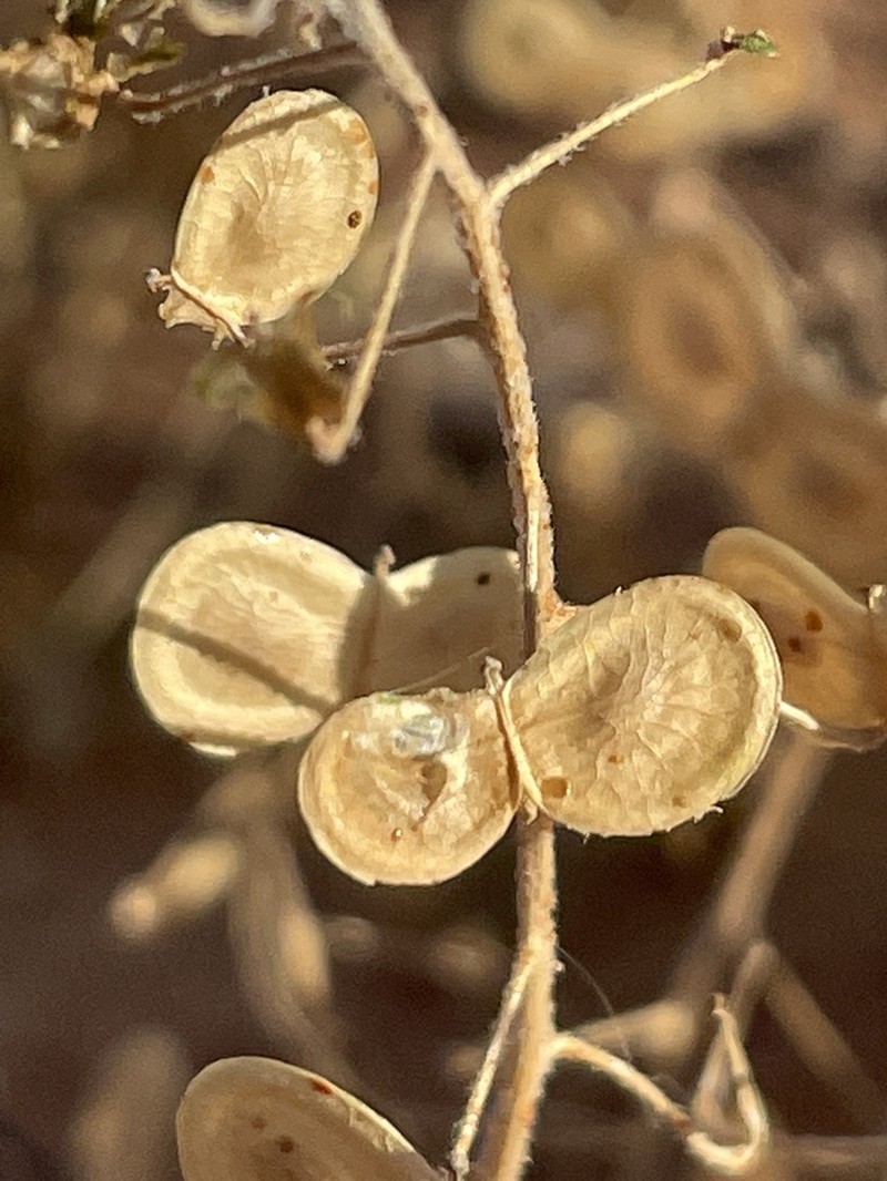 Tansy Spectaclepod photo 7