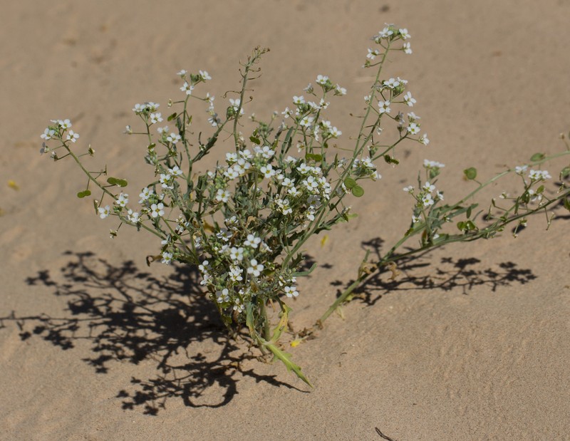 Tansy Spectaclepod photo 8