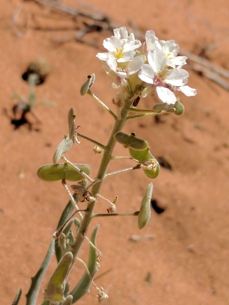 Touristplant photo 2