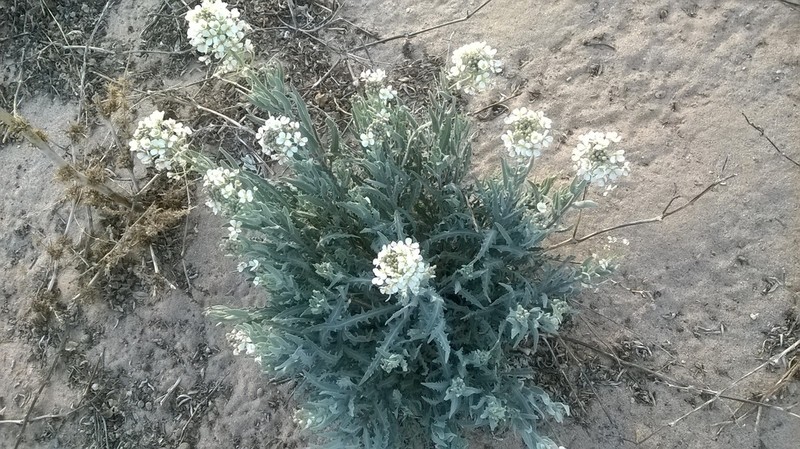 Touristplant photo 3