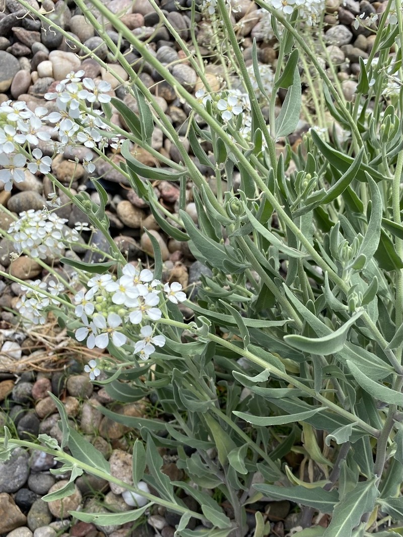Touristplant photo 4