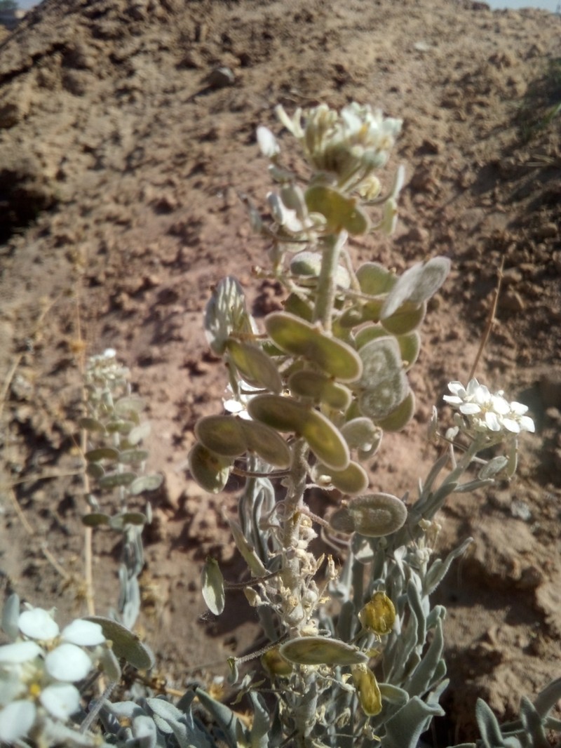 Touristplant photo 6