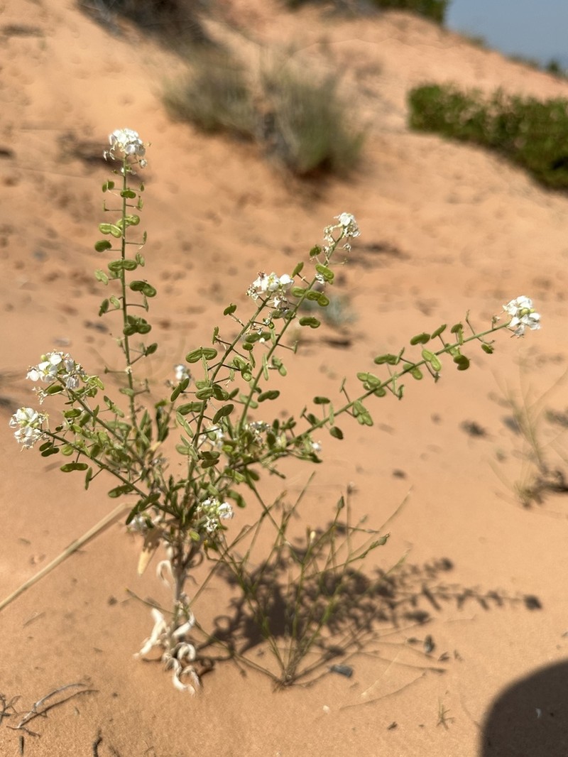 Touristplant photo 7
