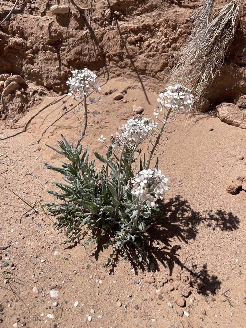 Touristplant photo 8