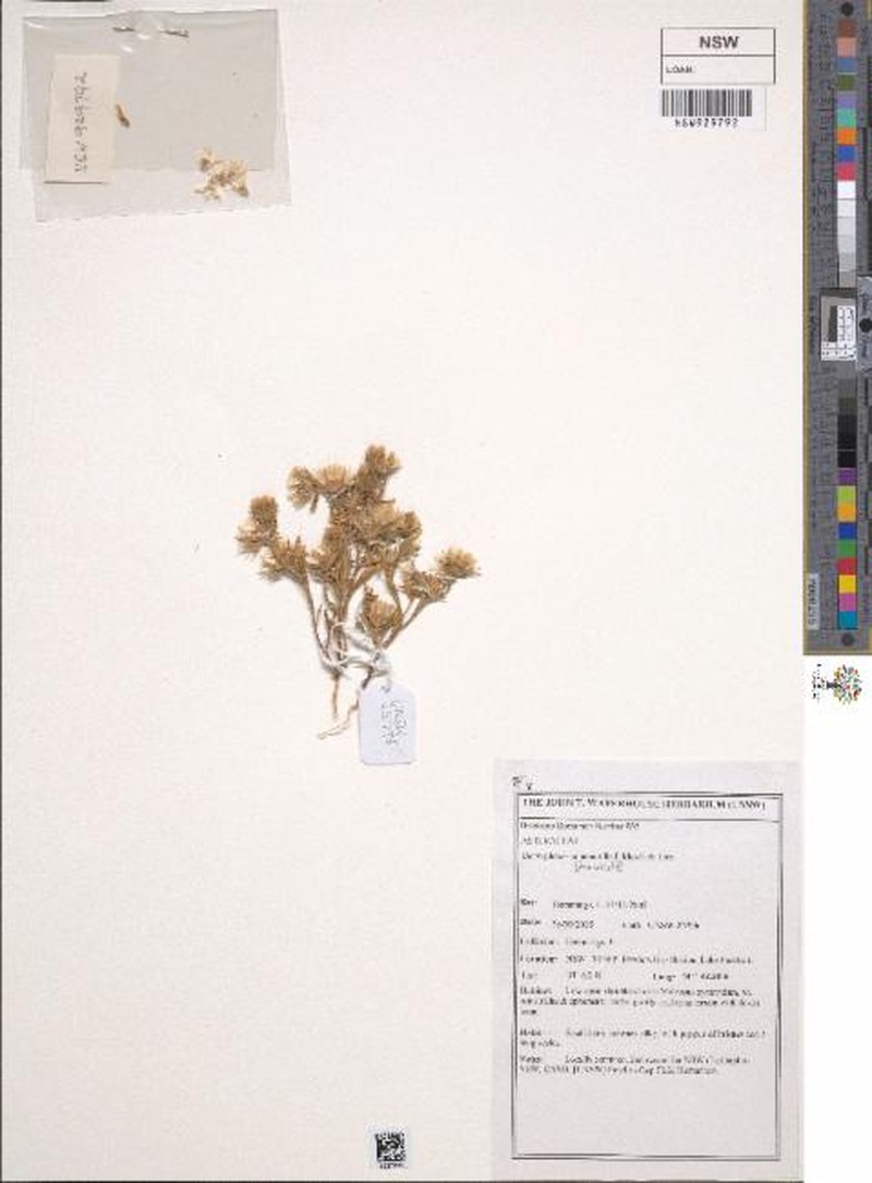 Dimorphocoma minutula