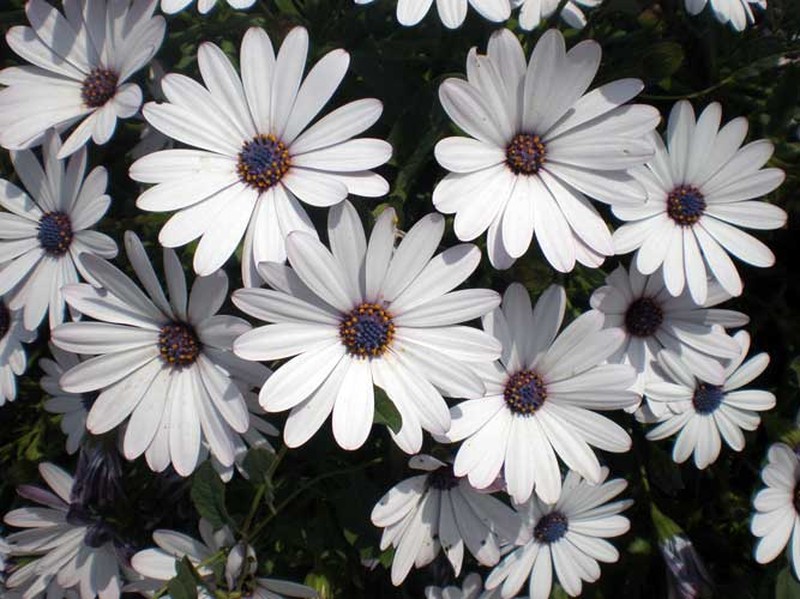 Blue And White Daisybush