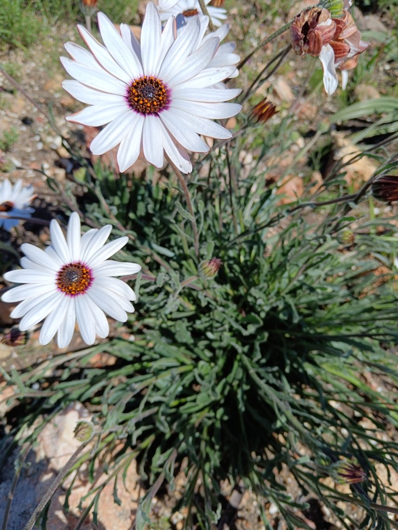 Dimorphotheca nudicaulis var. graminifolia