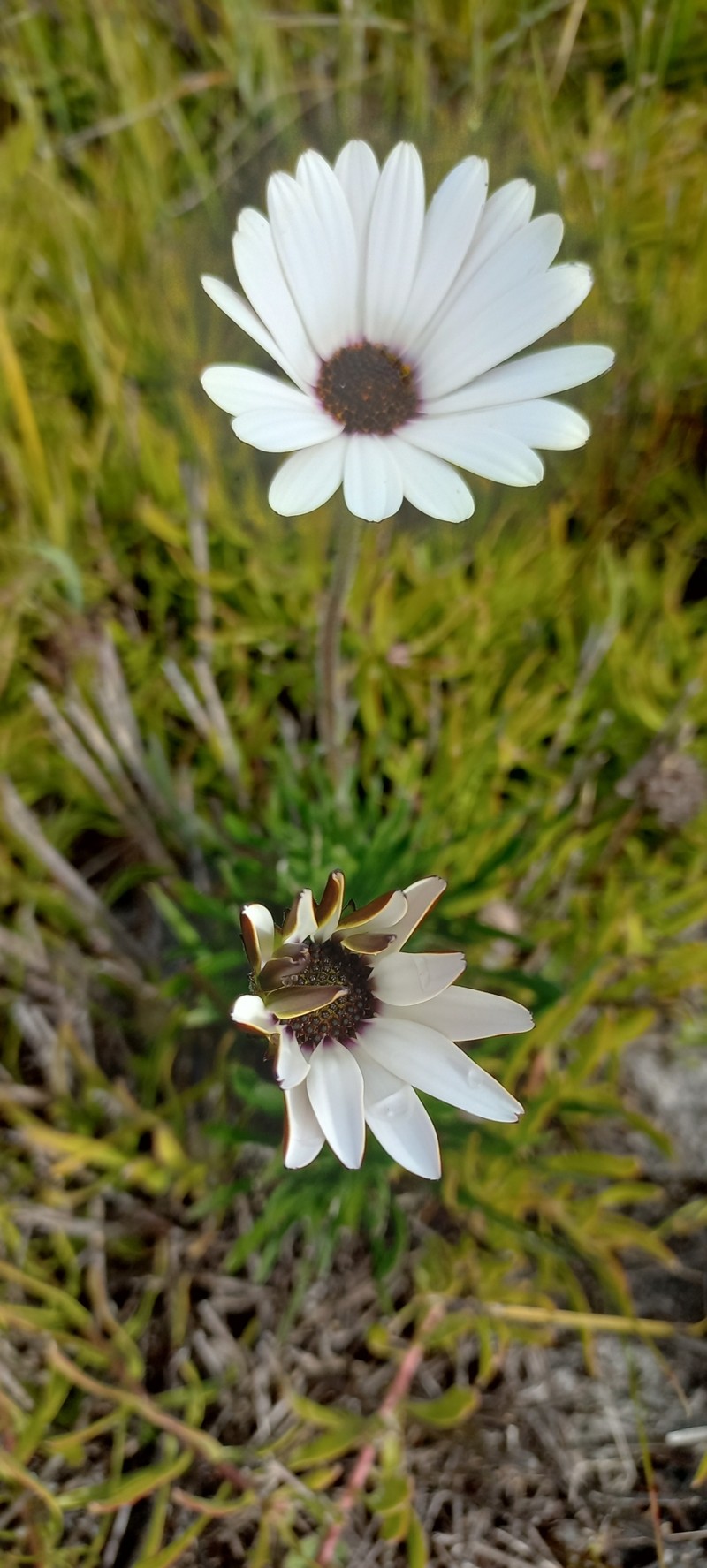 Dimorphotheca nudicaulis var. graminifolia photo 2