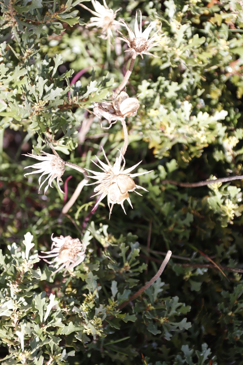 Dimorphotheca nudicaulis var. graminifolia photo 3