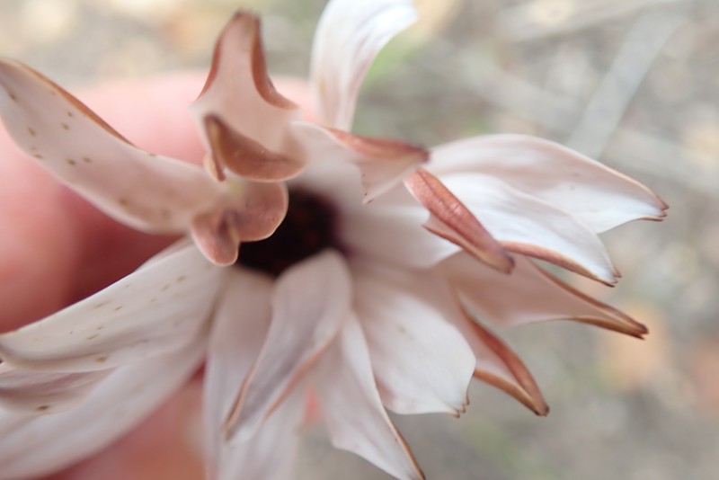 Dimorphotheca nudicaulis var. graminifolia photo 4