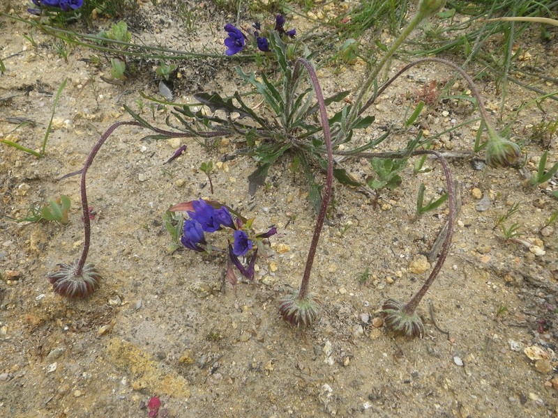 Dimorphotheca nudicaulis var. nudicaulis