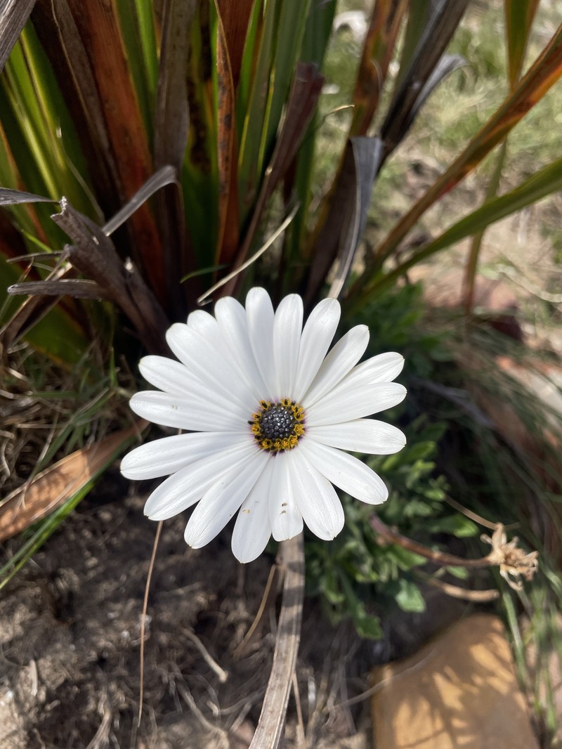 Dimorphotheca nudicaulis var. nudicaulis photo 2