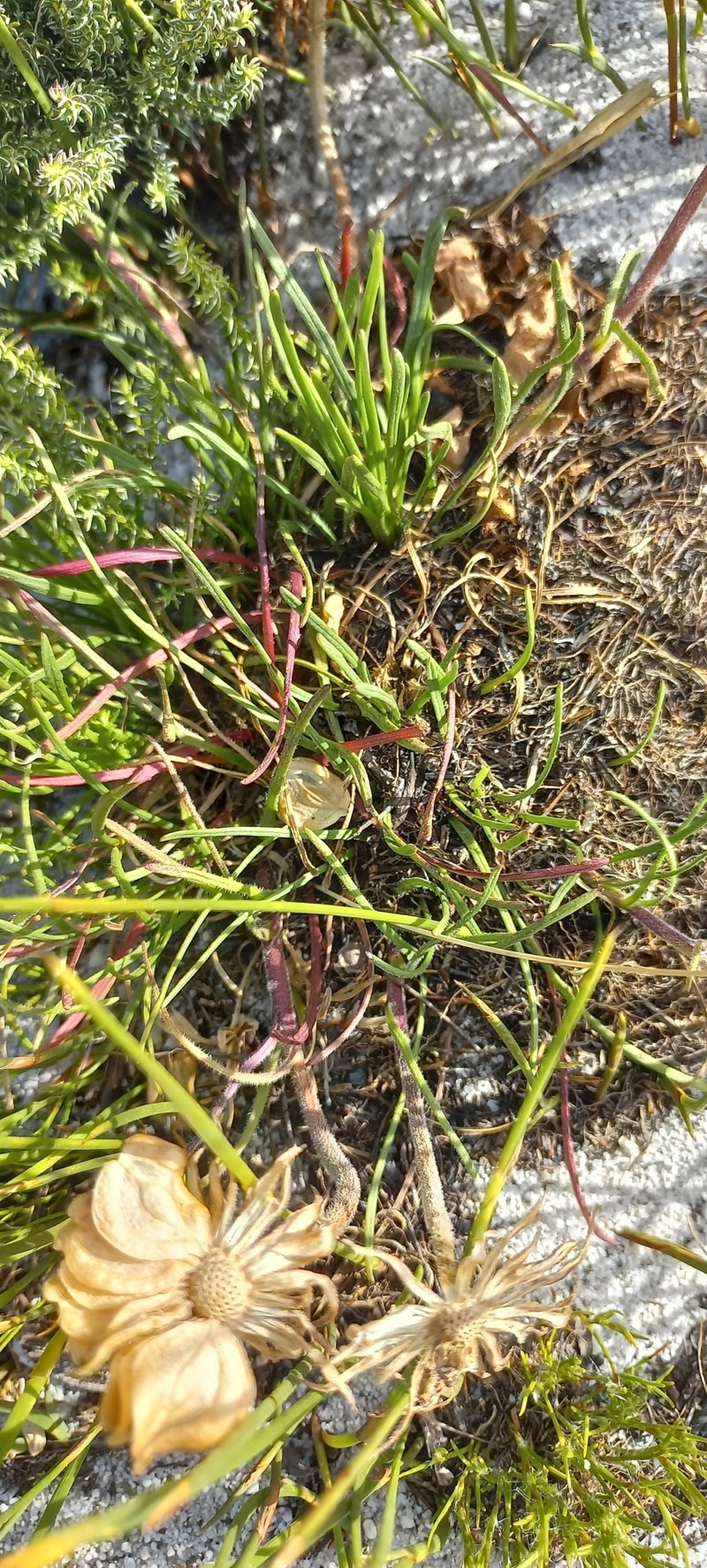 Dimorphotheca nudicaulis var. nudicaulis photo 3