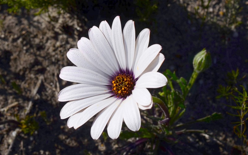 Dimorphotheca nudicaulis var. nudicaulis photo 4