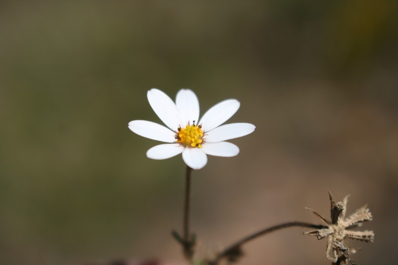 Dimorphotheca pinnata var. brevis