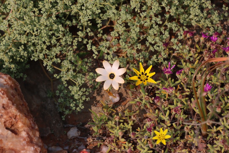 Dimorphotheca pinnata var. pinnata