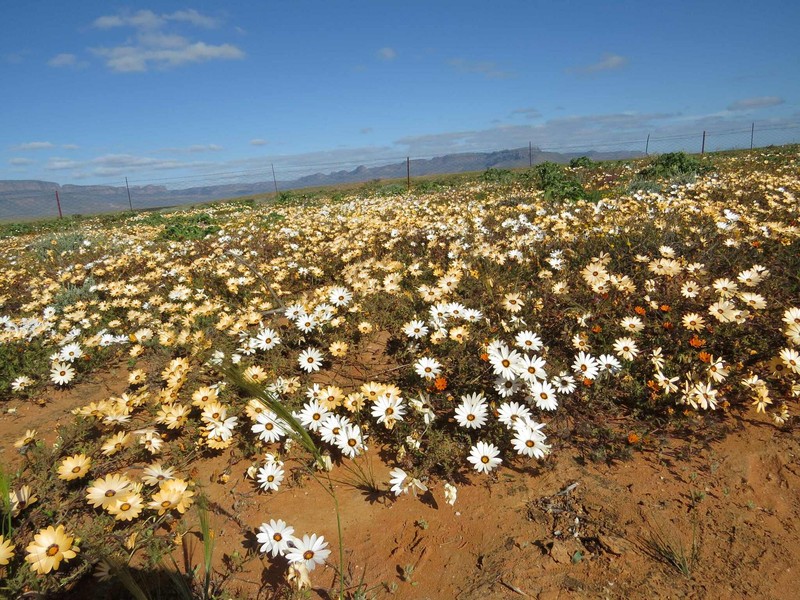 Dimorphotheca pinnata var. pinnata photo 2
