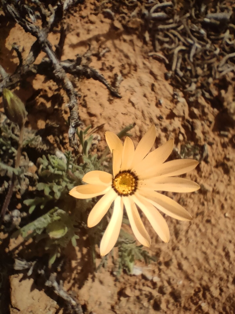 Dimorphotheca pinnata var. pinnata photo 4