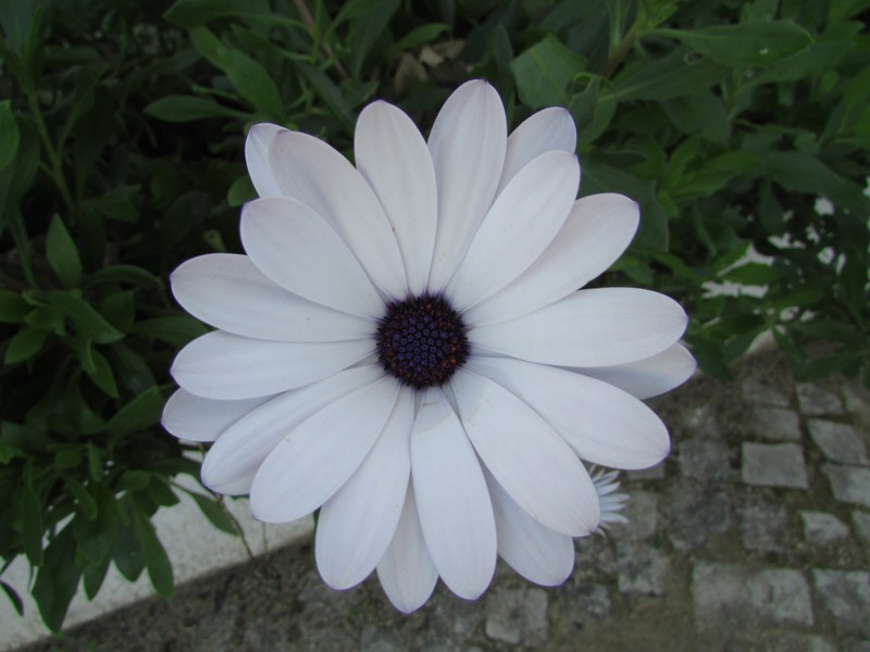Glandular Cape Marigold photo 4