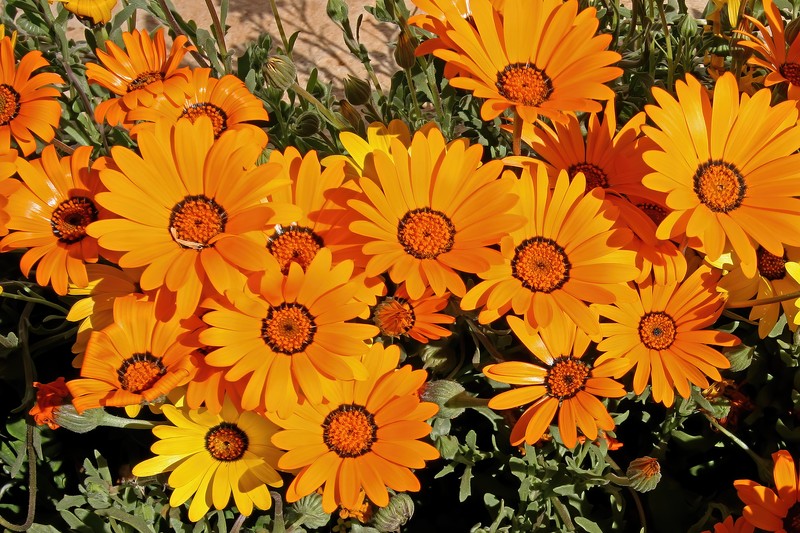 Glandular Cape Marigold photo 2