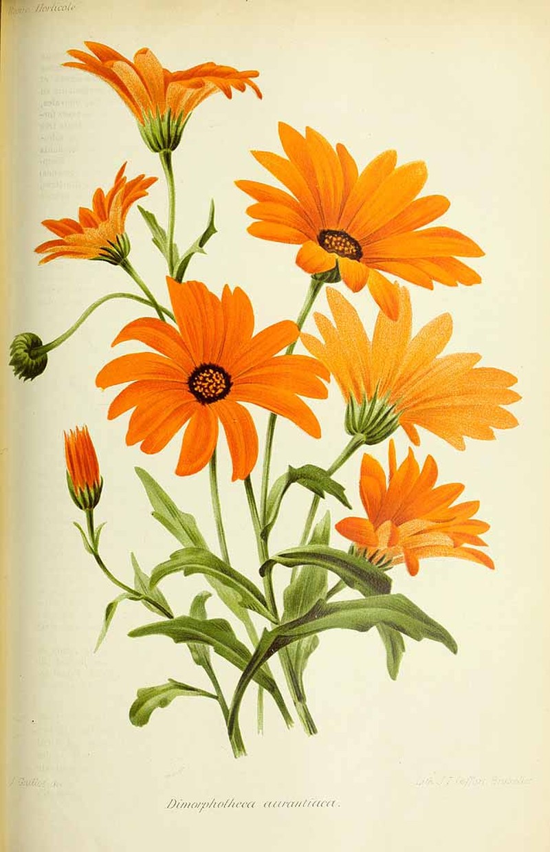 Glandular Cape Marigold photo 3