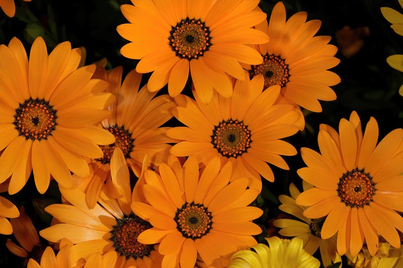 Glandular Cape Marigold photo 5