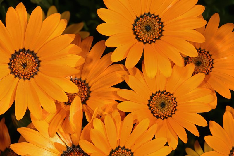 Glandular Cape Marigold photo 6