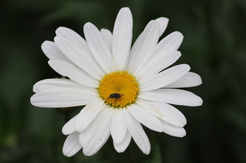 Cape Marigold photo 3