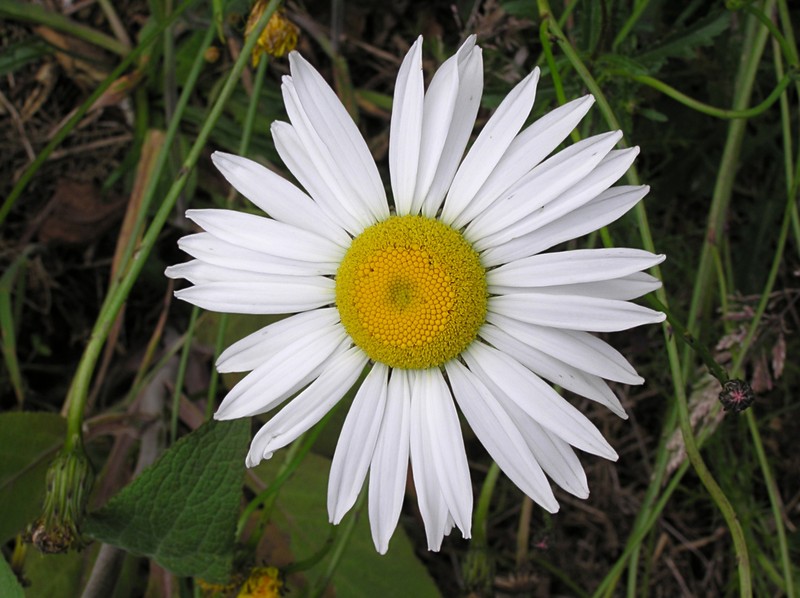 Cape Marigold photo 4