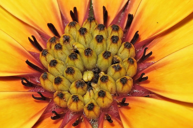Cape Marigold photo 5