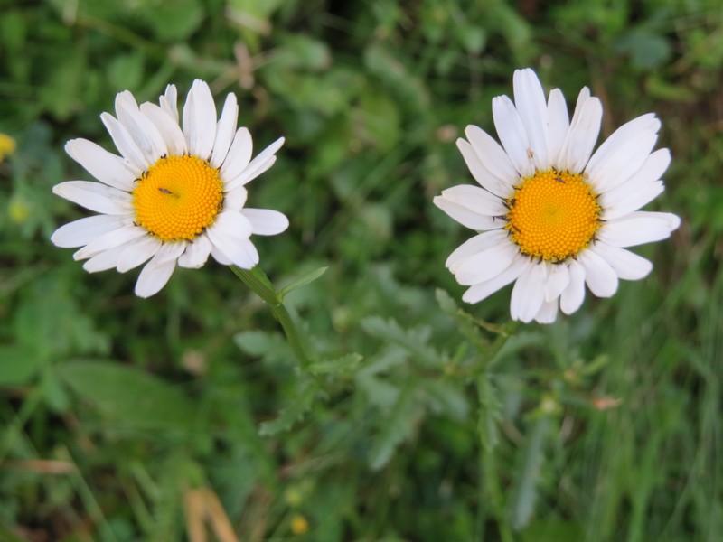 Cape Marigold photo 6