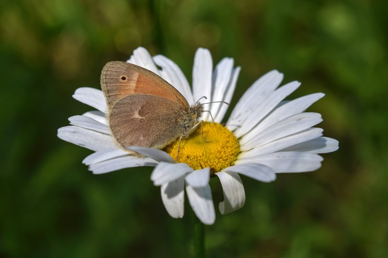 Cape Marigold photo 7