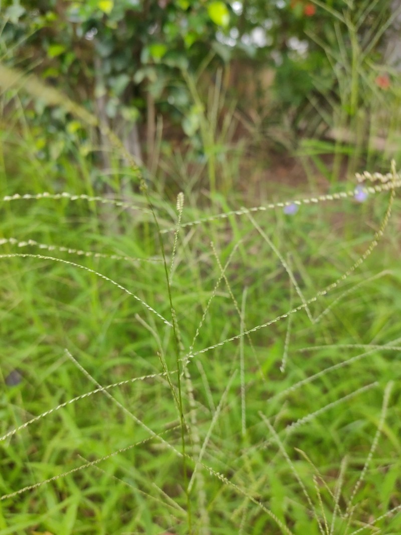 Mucronate Sprangletop photo 4