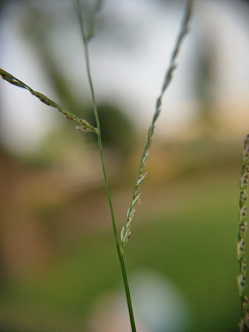 Mucronate Sprangletop photo 5