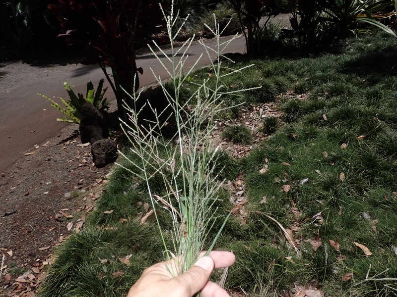Dinebra panicea subsp. brachiata