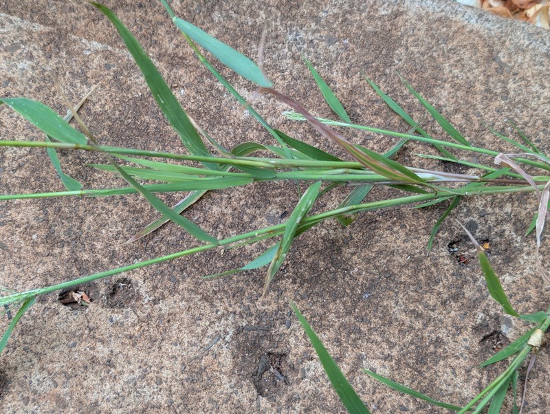 Dinebra panicea subsp. brachiata photo 2