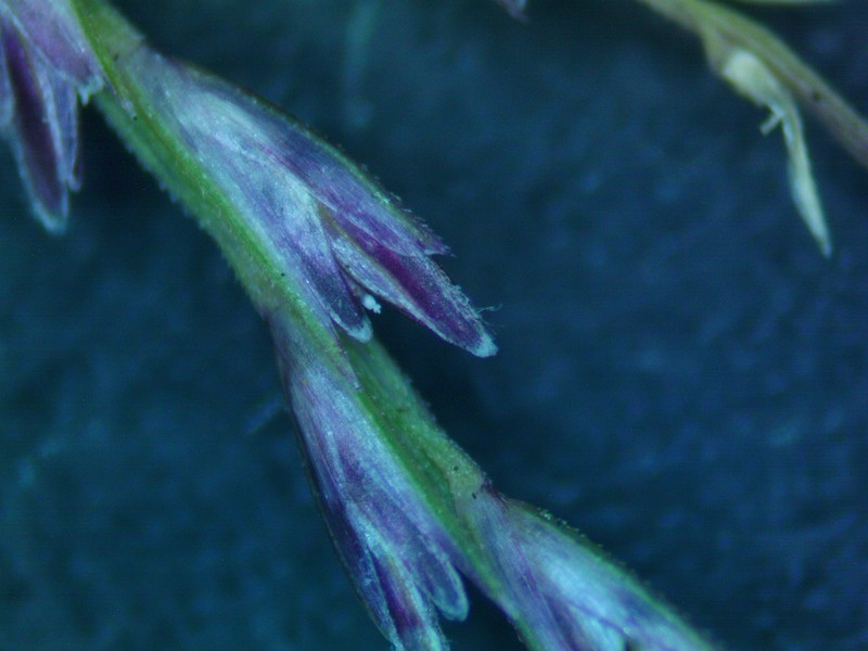 Dinebra panicea subsp. brachiata photo 3