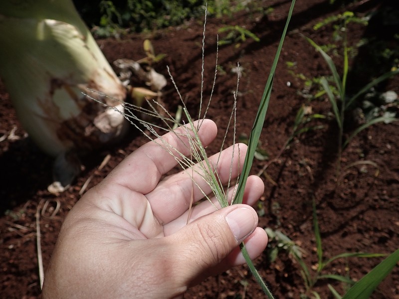 Dinebra panicea subsp. brachiata photo 4