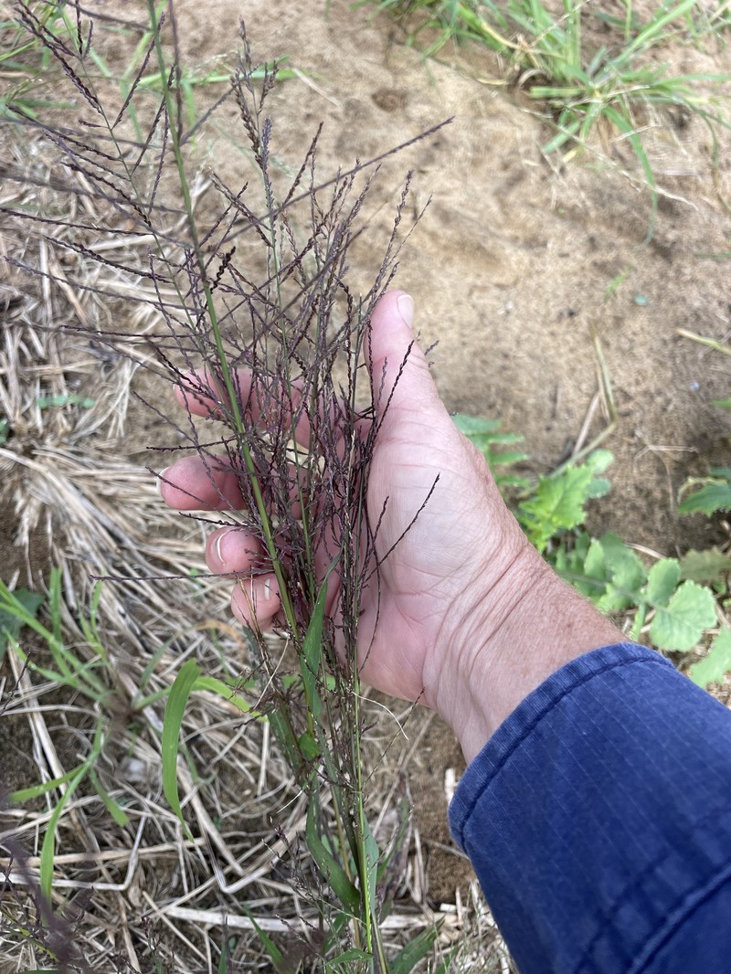 Dinebra panicea subsp. brachiata photo 5