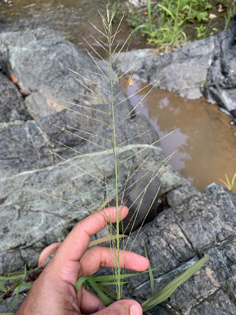 Dinebra panicea subsp. brachiata photo 6