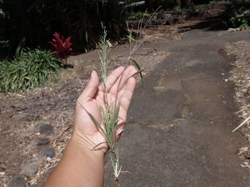 Dinebra panicea subsp. brachiata photo 7