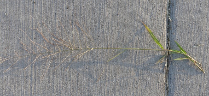 Dinebra panicea subsp. brachiata photo 8